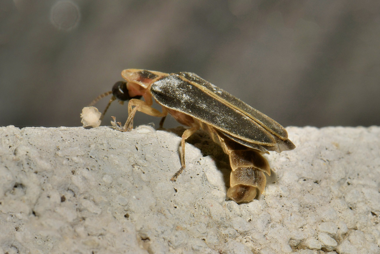 Lampyridae: Lampyris fuscata